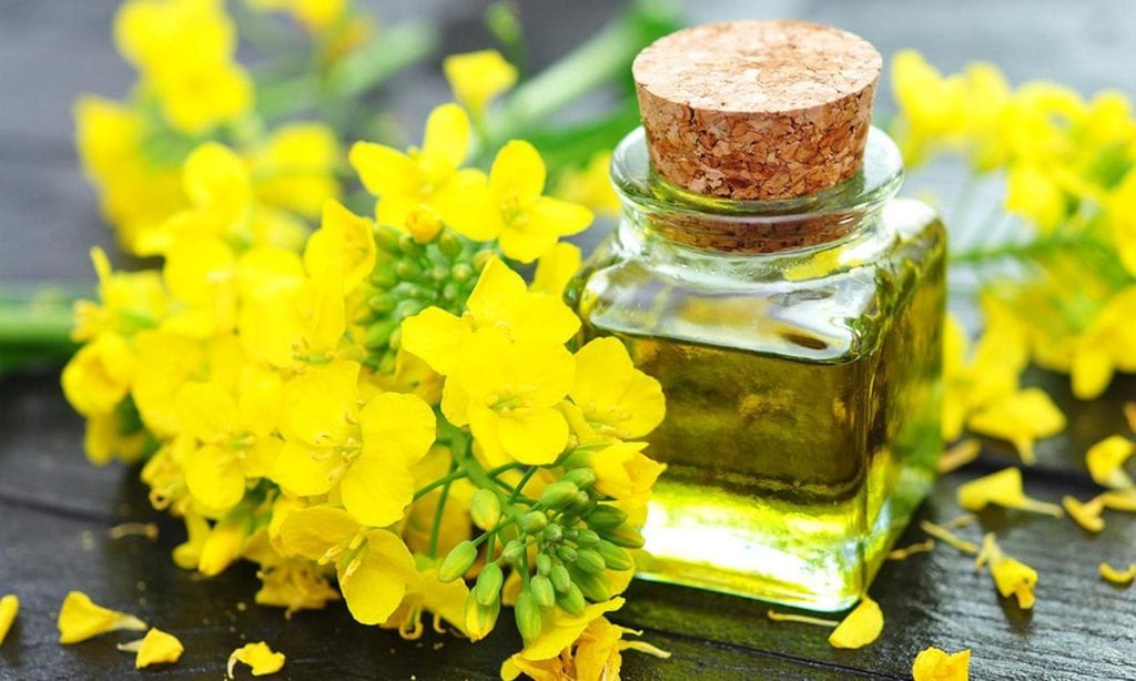 Rapeseed oil &#8211; oil description. Health benefits and harms