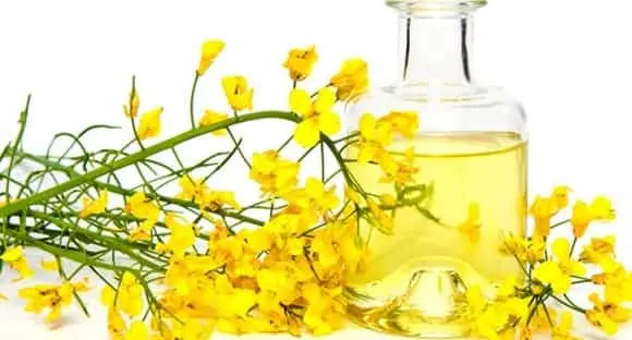 Rapeseed oil &#8211; oil description. Health benefits and harms