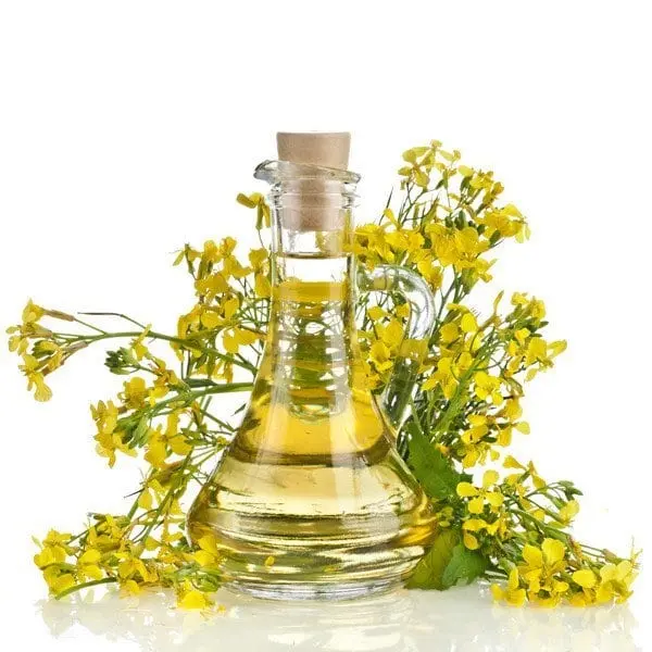 Rapeseed oil &#8211; oil description. Health benefits and harms