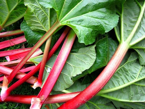Rhubarb (hijau) - kandungan kalori dan komposisi kimia