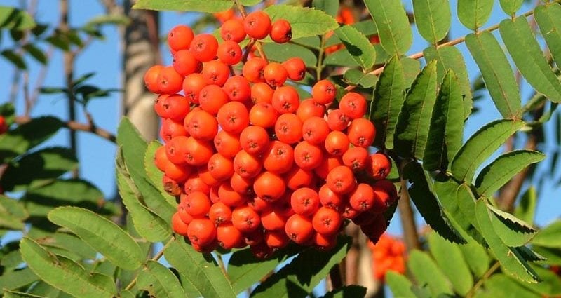 Rowan red &#8211; calorie content and chemical composition