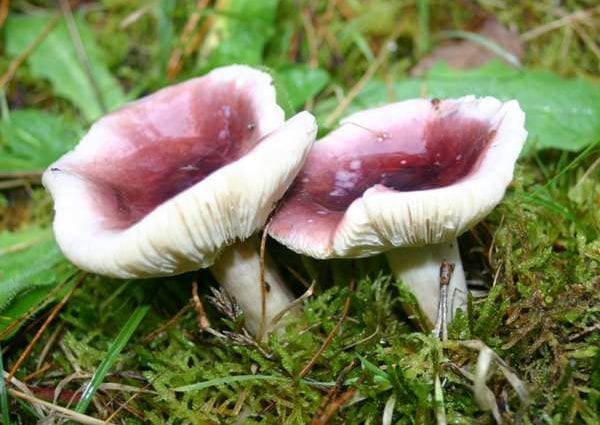 Mushroom Russula – ihirangi pūngoi me te hanganga matū