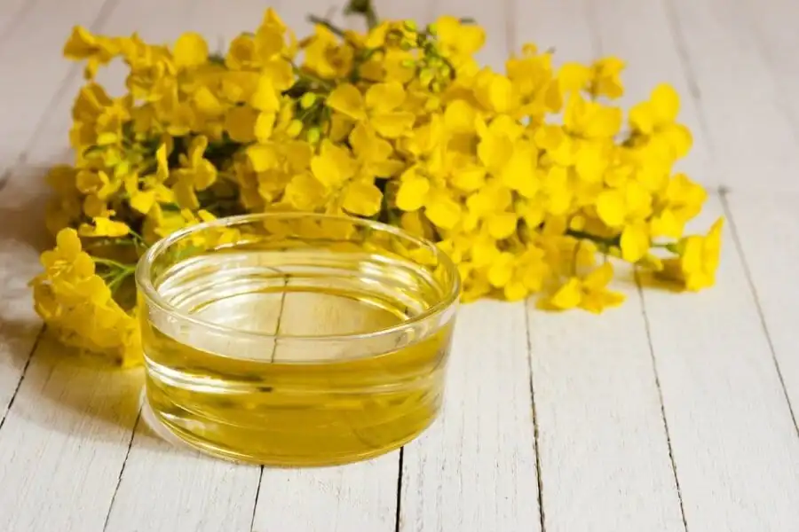 Rapeseed oil &#8211; oil description. Health benefits and harms