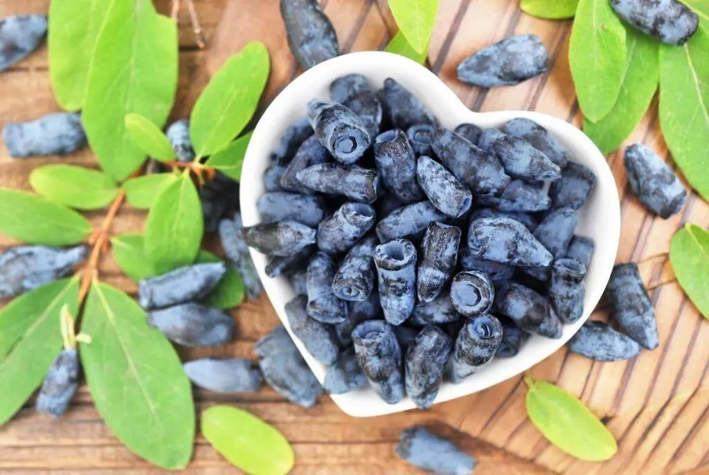 Honeysuckle &#8211; description of the spice. Health benefits and harms