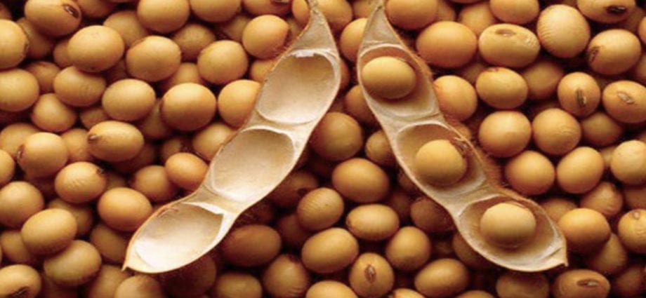 Soybean (grain) &#8211; calorie content and chemical composition