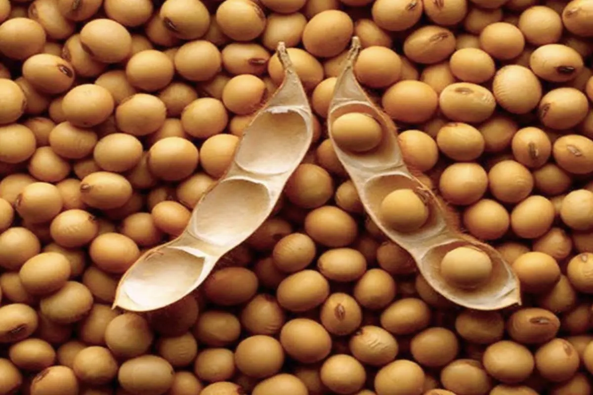 Soybean (grain) &#8211; calorie content and chemical composition