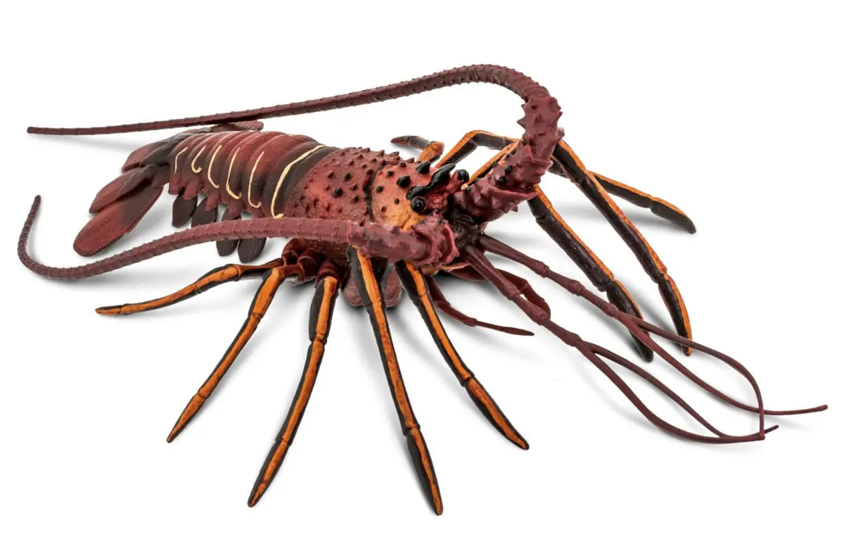 Spiny lobster (Crayfish) &#8211; calorie content and chemical composition