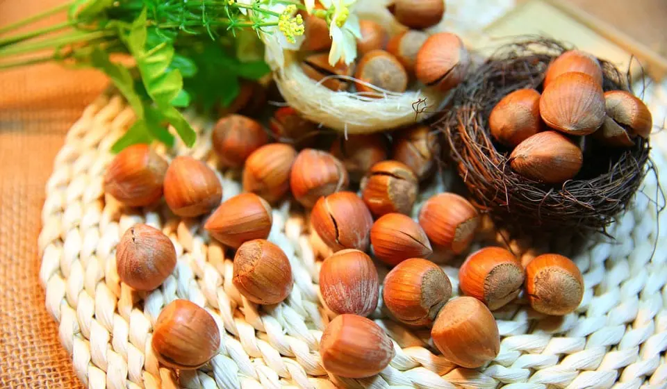 Hazelnut &#8211; a description of the nut. Health benefits and harms