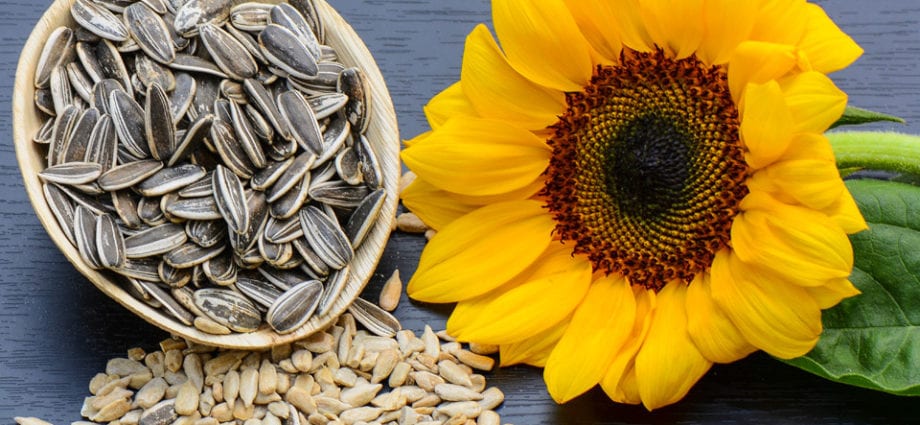 Slunečnicová semínka - obsah kalorií a chemické složení