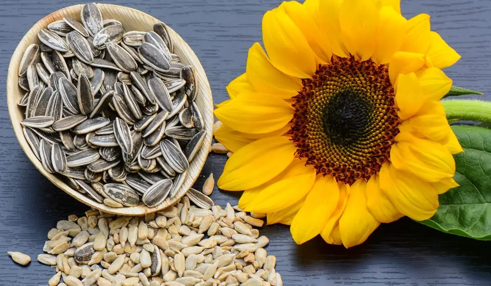 Sunflower Seeds &#8211; calorie content and chemical composition