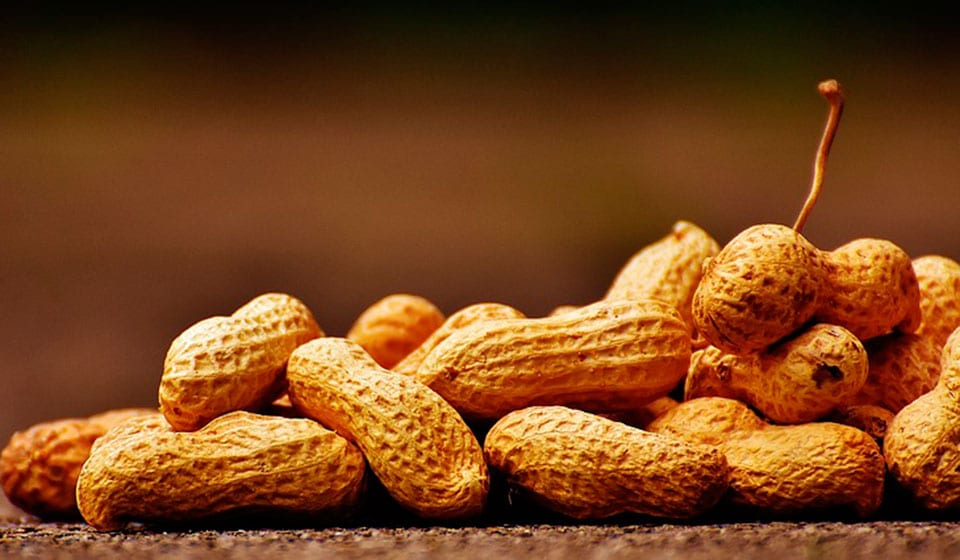 Peanuts &#8211; Description of the nut. Health benefits and harms