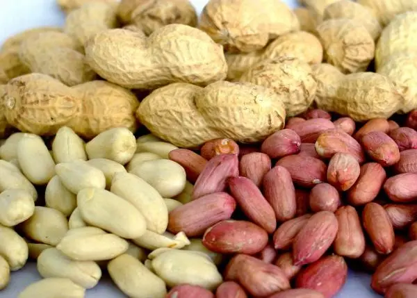 Peanuts &#8211; Description of the nut. Health benefits and harms