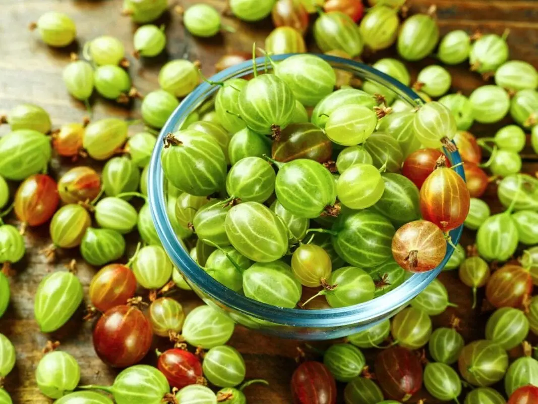 Gooseberry &#8211; calorie content and chemical composition