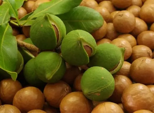 Macadamia nut &#8211; description of the nut. Health benefits and harms