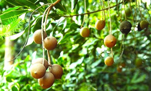 Macadamia nut &#8211; description of the nut. Health benefits and harms