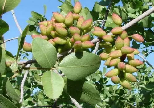 Pistachio is a description of the nut. Health benefits and harms