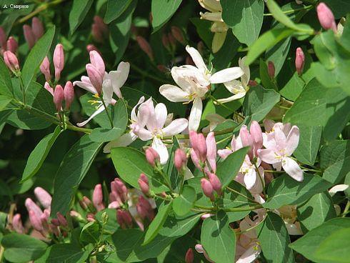 Honeysuckle &#8211; description of the spice. Health benefits and harms