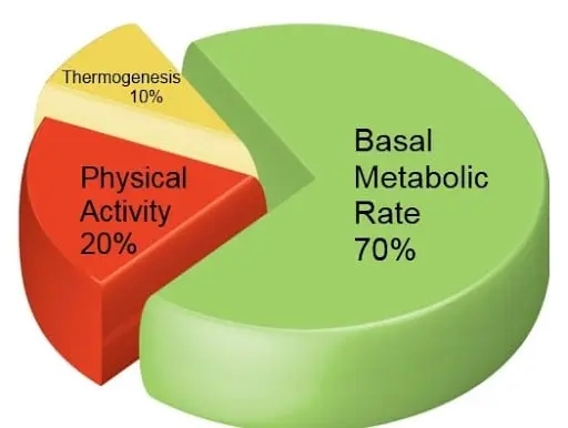 What is the metabolic rate