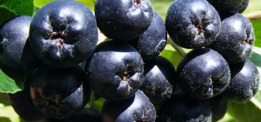 Aronia &#8211; calorie content and chemical composition