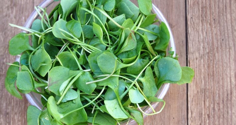 Watercress (greens) &#8211; calorie content and chemical composition