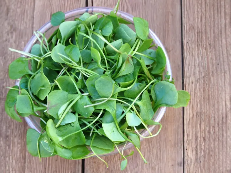 Watercress (greens) &#8211; calorie content and chemical composition