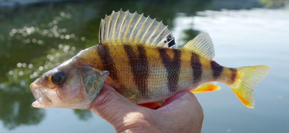 Perch river &#8211; calorie content and chemical composition