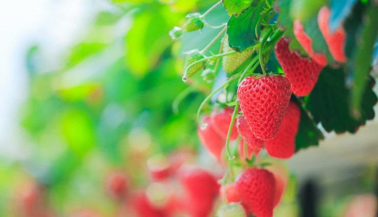 Strawberry Virdeeler fir de mënschleche Kierper
