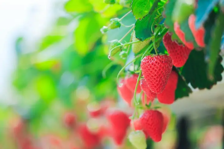 Strawberry benefits for the human body