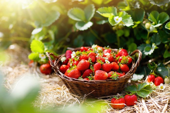 Strawberry benefits for the human body