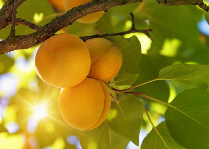 What we should know about apricot