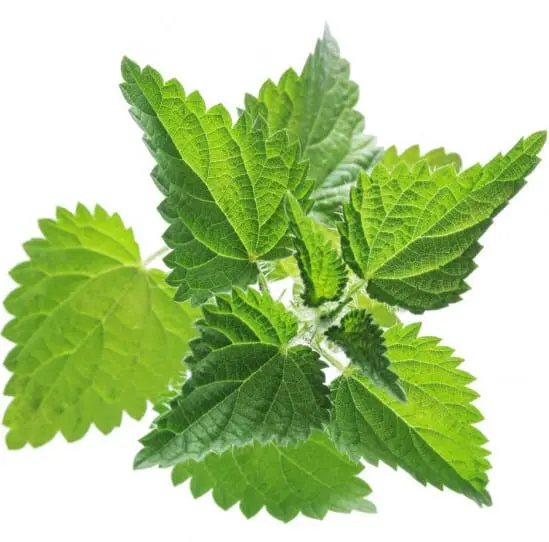 Nettle