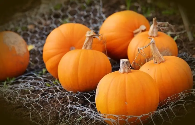 How to lose 1.5 kg a day at the Pumpkin diet