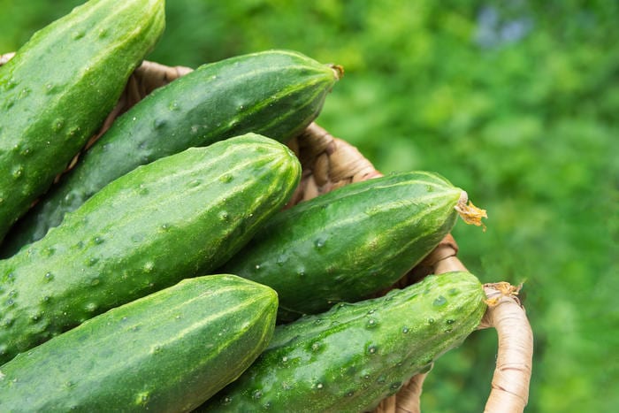 How cucumbers effect the body