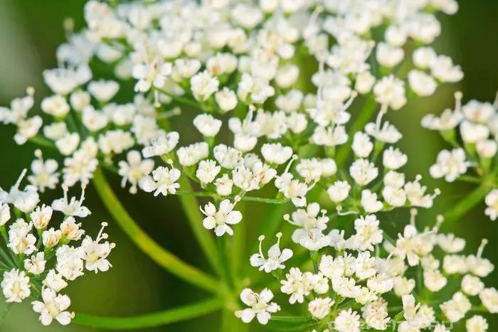 What flowers and wild grasses can be eaten in spring