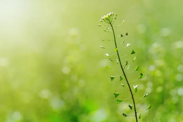 What flowers and wild grasses can be eaten in spring