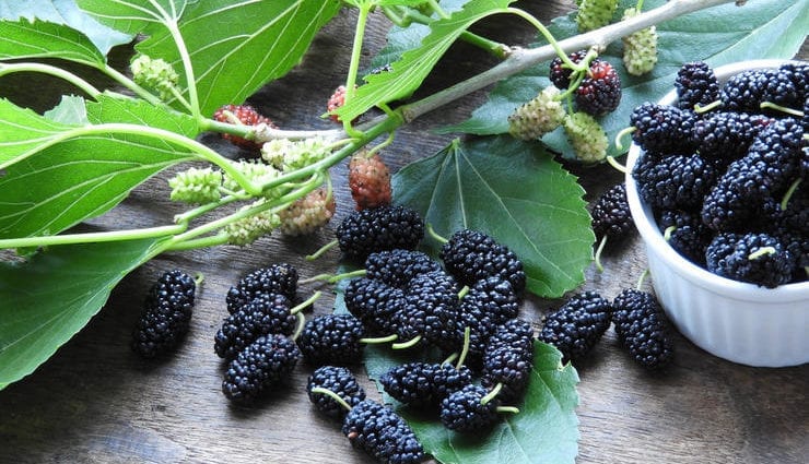 Who should eat mulberry