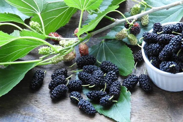 Who should eat mulberry