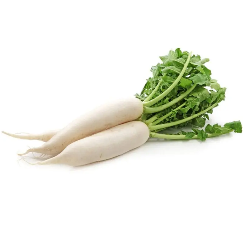 Japanese daikon radish