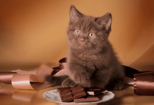 Ikke mat katter med sjokolade!