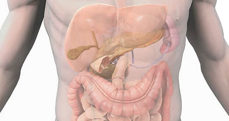 Cum funcționează sistemul digestiv uman