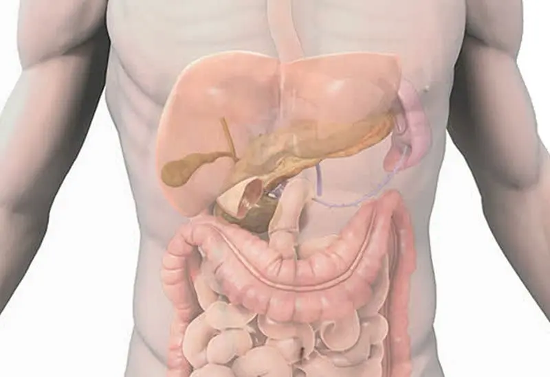 How does the human digestive system work