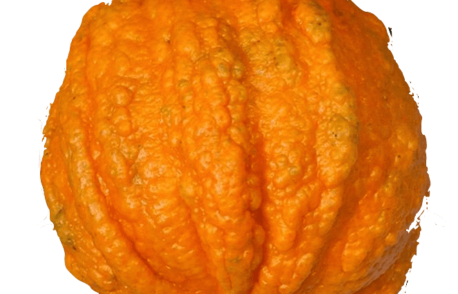 Πικρό πορτοκάλι