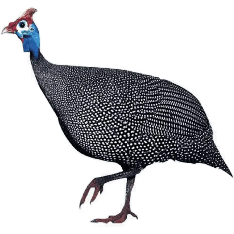 Guinea fowl