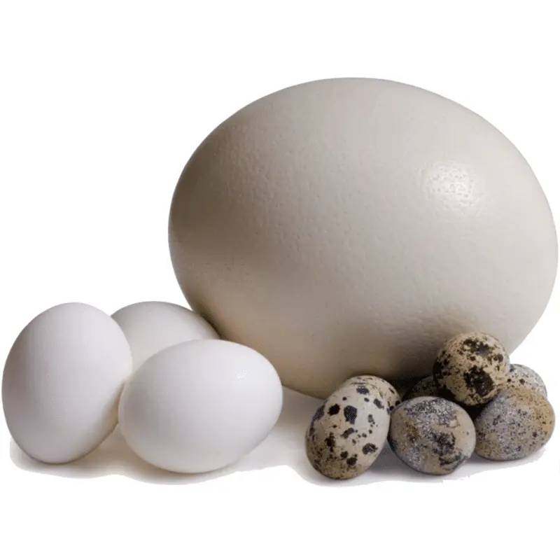 Ostrich eggs