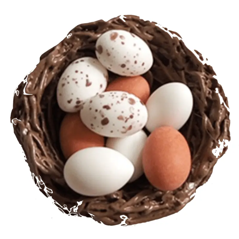 Pigeon eggs