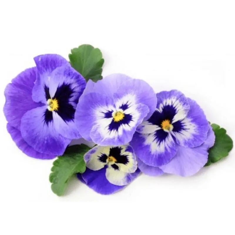 Pansies