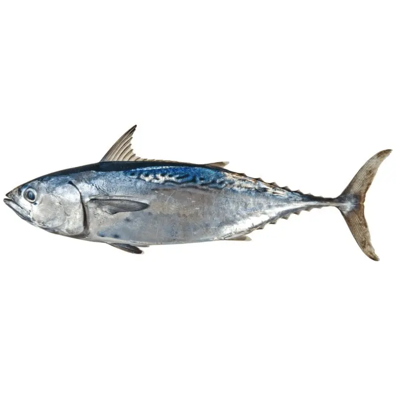 Tuna