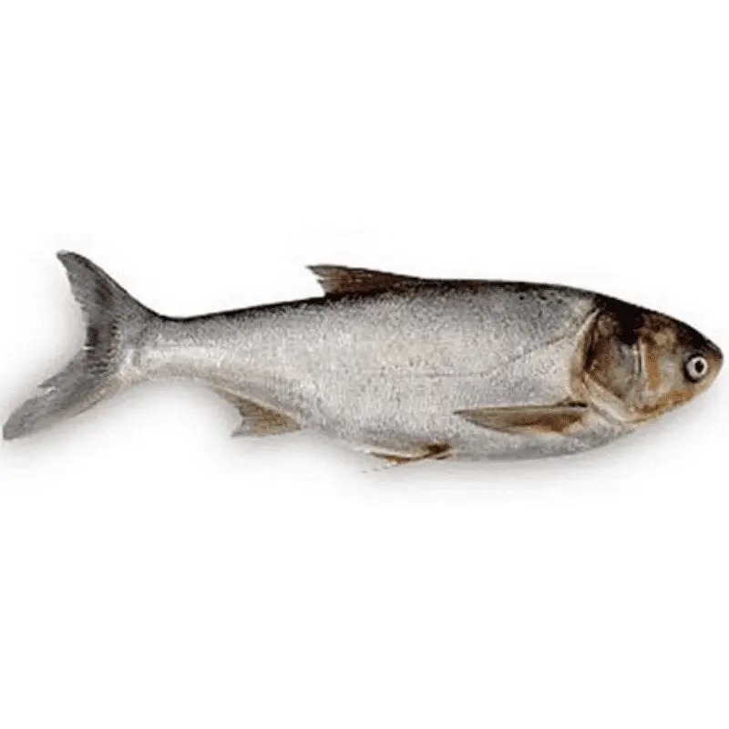 Silver carp