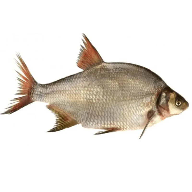 Bream