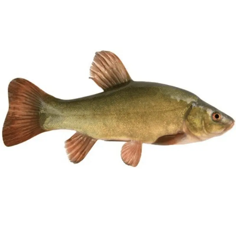 Tench